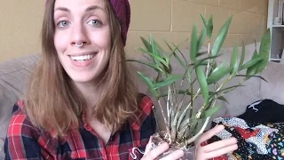 Reblooming Dendrobium kingianum - EXPERIMENT TIME :D