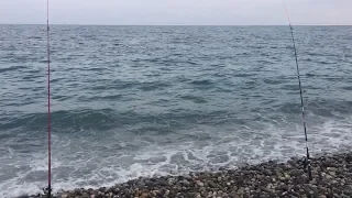 Как поймать ласкиря на черном море. Ловим морского карася. Рыбалка на морского карася.