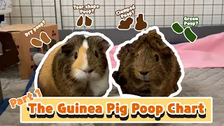 Checking Your Guinea Pig's Health: A Guide to Poop Signals🦾(Part 1)| GuineaDad School