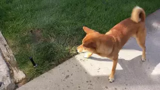 Dodger helping to blow out the sprinkler system