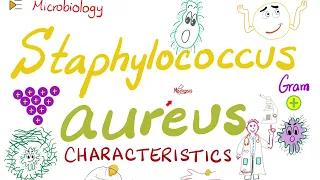 Staphylococcus aureus Characteristics | Microbiology 🧫 & Infectious Diseases 🦠