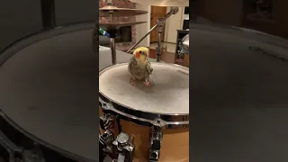 My Cockatiel’s First Drum Lesson