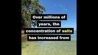 Why sea has salty water, but river has fresh water?