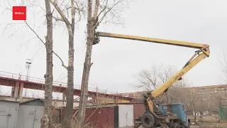 Красноярцы массово жалуются на обрезку деревьев