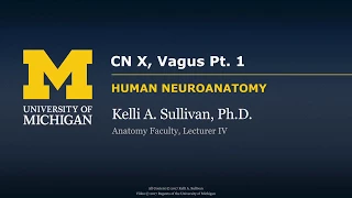 Nervous System: Vagus Nerve (CNX) - part 1