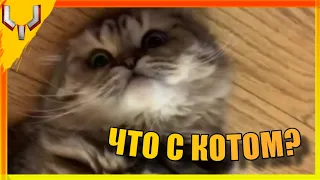 Что с котом? | Приколы из вк, тик тока и ютуба | Приколы #2