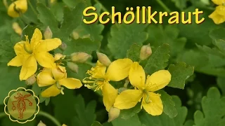 Heilpflanze: Schöllkraut