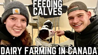 Feeding Calves With Neline!