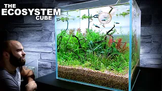 The Ecosystem Cube w/ Axelrod Rasbora (AMAZING NO WATER CHANGE Aquarium Aquascape Tutorial)