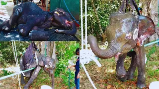From Train Collision to Freedom: Elephant's Incredible Journey #thewildelephant #babyelephantrescue