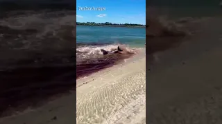 Ataque de tiburón en la playa (  Shark attack on the beach 4k ) ataques de tubarão  #shorts
