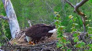 Little Miami Conservancy Bald Eagle 01.05.2024 18:19