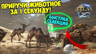 ATLAS - ЛУЧШИЙ ОБЗОР! САМОЕ ЭФФЕКТИВНОЕ ПРИРУЧЕНИЕ! МОМЕНТАЛЬНОЕ СКРЕЩИВАНИЕ И ХРАНЕНИЕ ЖИВОТНЫХ!