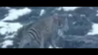 Tasmanian Tiger Filmed in Central Tasmania 2012