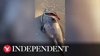 Goliath grouper fish, weighing '60-70lbs', wash up on Florida beach amid red tide