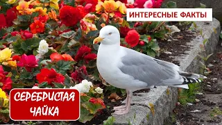 СЕРЕБРИСТАЯ ЧАЙКА🐦/Птицы/Интересные факты/Животные