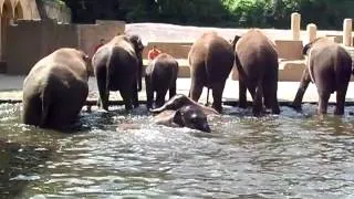 Zoo Hannover 2012- Elefanten beim baden