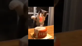 Cat smacks candle