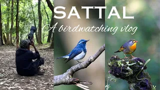 You must visit this bird watching heaven! | Bird photography in Sattal