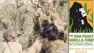 Dian Fossey Gorilla Fund: Gorillas need your help!