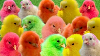 Catching Colorful Little Chickens, World Cute Chickens, Rainbows Chickens, Cute Pets