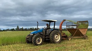 Direct cut oats silage - New holland TL90 - Chile 2020