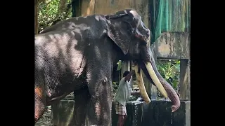 Murivalan Mukundan Guruvayur Elephant