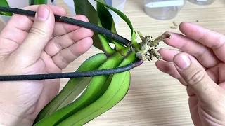 adult ORCHIDS WITHOUT ROOTS NOT ALL MEANS HELP the second stripping of the orchid