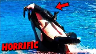 Trainers vs Orcas: Deadly Encounters Caught on Camera