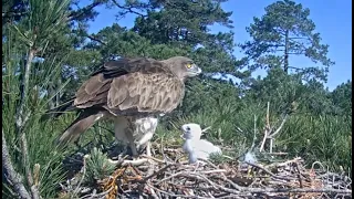 Parc Natural dels Ports- Gadożer zwyczajny- Tata z wężem , mama karmi jedynaczka🐥🌹🍀05/06/2024