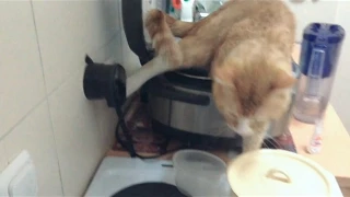 Кот нассал в мультиварку / Cat pee in a Multicooker