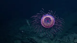 A Burst of Deep Sea Fireworks: Halitrephes Jelly | Nautilus Live