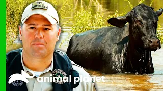 Game Wardens Save Cows From Flooded Area | Lone Star Law