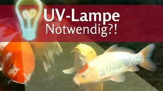 UV-Lampe: Brauche ich eine für den Teich? Wie stark sollte sie sein?