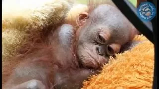 Emergency appeal for Didik the baby orangutan