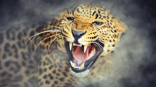 Top 5 Most Dangerous Big Cats in the World