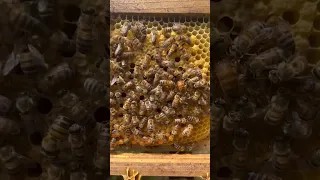 Can You Find the Queen Bee?