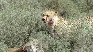 Cheetah eating fresh kill