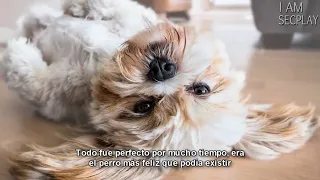 Dijiste que volverías por mi   RAP TRISTE   Perro Abandonado   Secplay   copia