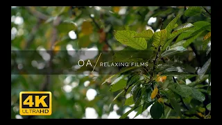 4K UHD Звуки природы Дождь в лесу / Шум дождя для релаксации, сна, асмр, Relax 2020