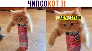 ЧИПСОКОТ АТАКУЕТ!!!))) Приколы с котами | Мемозг 856