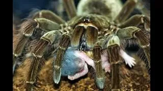 10 Aranhas mais perigosas do mundo para o ser humano