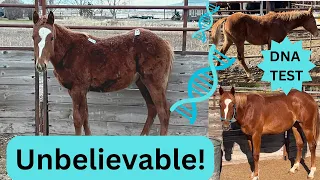 What Breed is my $25 AUCTION Rescue horse? DNA Test RESULTS!