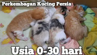 Pertumbuhan anak kucing usia 0-30 hari | perkembagan kucing Persia 0-1 bulan | Mandiri | Timmy