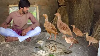 Dakhni Teetar Ka Breeding Farm, Ground Birds, Teetar Hatching Eggs, Kala Teetar ki Awaaz, Hsn