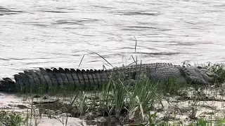 Ada Penampakan buaya di sungai Palu!!!