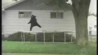 bear falling out of tree