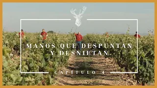 Serie Manos #4: Qué es el despunte de la vid y el desniete I El Coto de Rioja