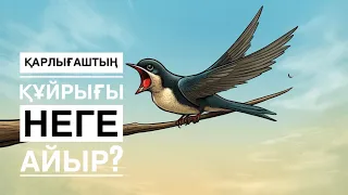 Қарлығаштың құйрығы неге айыр?