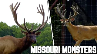 Missouri Deer Breeder Showcase | Deer and Wildlife Stories 2023